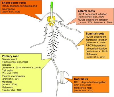 Proteomics of Maize Root Development